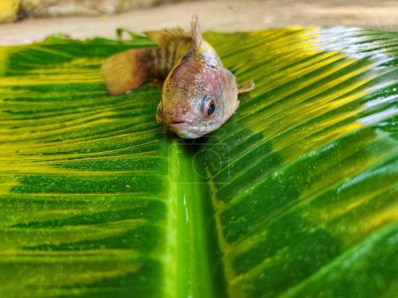 Photo for Big anabas fish on green banana leaf after harvesting from biofloc farming tank - Royalty Free Image