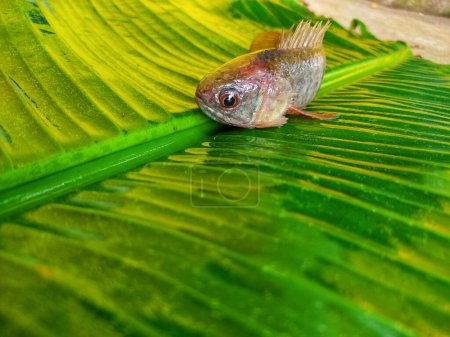 Photo for Big anabas fish on green banana leaf after harvesting from biofloc farming tank - Royalty Free Image