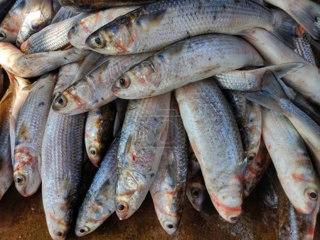 Foto de Montón de peces salmonete mugil cephalus pescado en el mercado de pescado - Imagen libre de derechos
