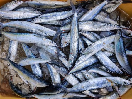 Téléchargez les photos : Heap of fullbeak fish in a basket close up view HD - en image libre de droit
