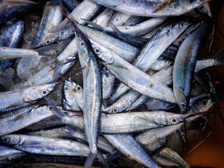 Photo for Heap of fullbeak fish in a basket close up view HD - Royalty Free Image