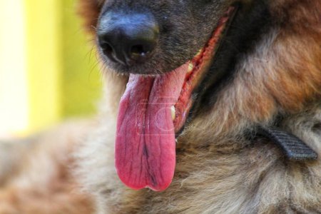 Photo for Selective focus on  german shepherd dog nose and tongue HD - Royalty Free Image