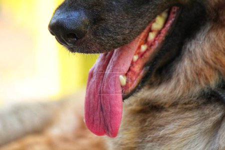 Photo for Selective focus on  german shepherd dog nose and tongue HD - Royalty Free Image
