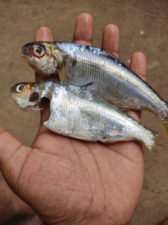 Téléchargez les photos : Éviscéré poisson de sardine transformé à la main dans un beau fond flou HD - en image libre de droit