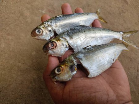 Téléchargez les photos : Poisson de sardine fraîchement éviscéré et transformé dans un beau fond vert HD - en image libre de droit