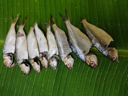 Photo for Fresh sardine arranged beautifully in line on a green banana leaf for decoration Sardine for cuisine HD - Royalty Free Image