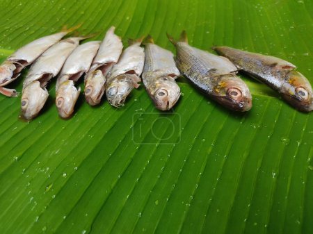 Photo for Fresh sardine arranged beautifully in line on a green banana leaf for decoration Sardine for cuisine HD - Royalty Free Image