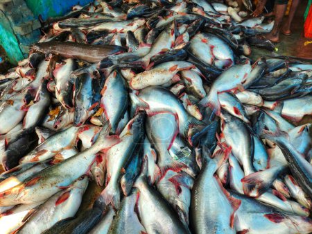 pile de gros poissons pangasius sutchi prêt à la vente gros requin élevage de poissons-chats en Inde HD