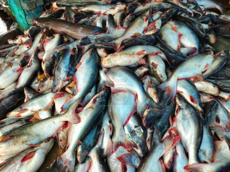 pile de gros poissons pangasius sutchi prêt à la vente gros requin élevage de poissons-chats en Inde HD
