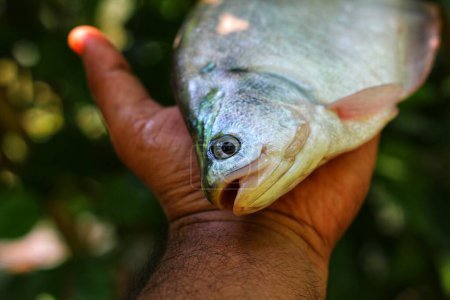 Große Bronze featherback Fisch in der Hand in schönen verschwommenen Hintergrund HD, fali Fisch in der Hand