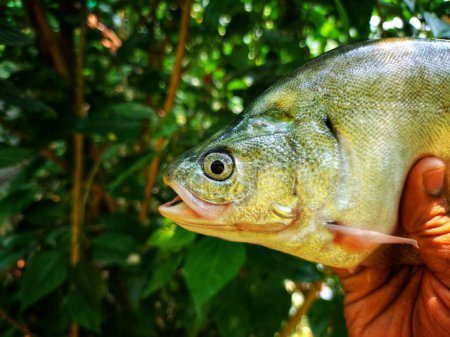 large Big bronze featherback fish in nice green blur nature background HD, fali fish in hand close up shot