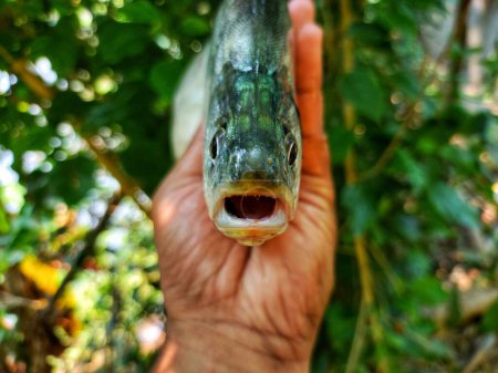 Große Bronze Featherback Fisch in schönen grünen Unschärfe Natur Hintergrund HD, fali Fisch in der Hand Nahaufnahme