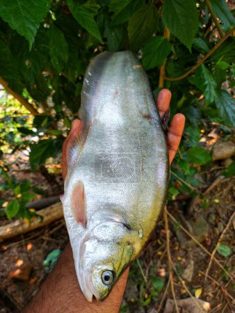 grand poisson à plumes en bronze dans un beau fond vert flou nature HD, fali poisson à la main gros plan
