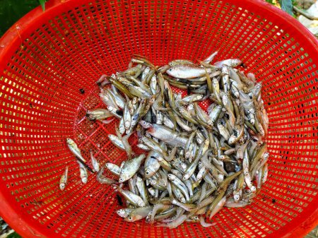 un montón de peces pequeños de todas las variedades en una cesta HD