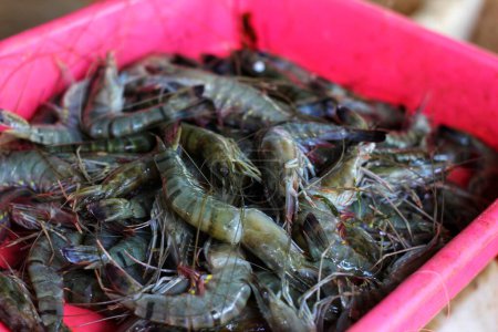Photo for Big fresh tiger prawn in plastic container - Royalty Free Image