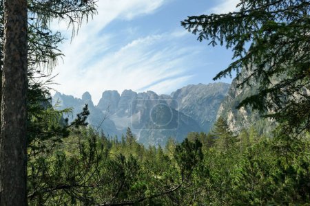 Photo for Panoramic view on the high Italian Dolomites peaks. There are dense pine trees in the front, distant mountain peaks are shrouded with a bit of haze and overgrown with small plants. Sunny day. Calmness - Royalty Free Image