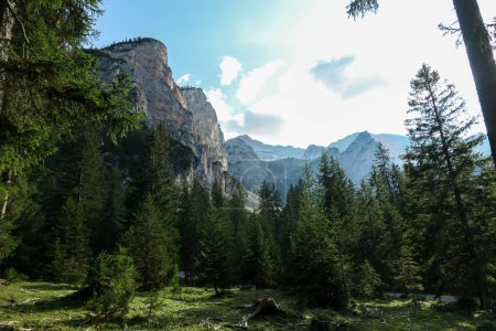 Foto de Vista panorámica de los altos picos de los Dolomitas italianos. En la parte posterior hay Drei Zinnen visible. Muchas montañas altas alrededor. Un exuberante prado verde en frente con algunos pinos en el medio. Día soleado. - Imagen libre de derechos
