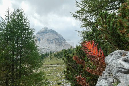 Téléchargez les photos : Vue sur une montagne pierreuse et escarpée des Dolomites italiennes. La montagne massive est entourée de nuages. Il y a un plan rouge qui pousse entre les pierres et quelques arbres à l'arrière. Couleurs de la nature - en image libre de droit
