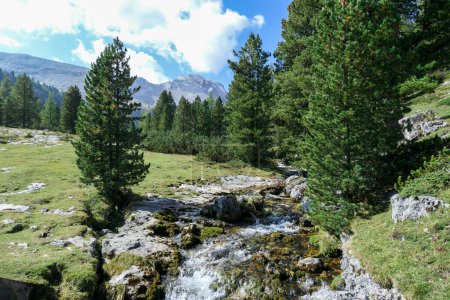 Téléchargez les photos : Un petit torrent coulant au fond d'une vallée dans les Dolomites italiennes. Le torrent est entouré de pins. prairie verte luxuriante sur le côté. À l'arrière, il y a des chaînes de haute montagne. Jour lumineux - en image libre de droit