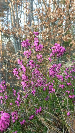Foto de Una vista de cerca de un ramo de flores silvestres en flor en un prado alpino en Austria. Las flores en flor tienen color violeta púrpura fresco. Están rodeados de hierba dorada. Primavera en el prado - Imagen libre de derechos
