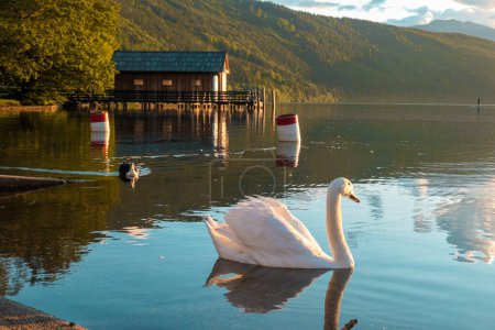 Photo for A swan swimming across the Millstatt lake in Austria during the sunset. The bird is slowly crossing the calms surface of the lake. The lake's surface is reflecting the soft clouds. Calmness and peace - Royalty Free Image
