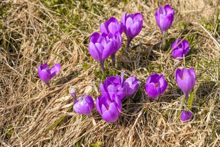 Foto de A close up view on a bunch of blossoming crocuses on an Alpine meadow in Austria. The blossoming flowers have fresh purple violett color. They are surrounded by golden grass. Spring on the meadow - Imagen libre de derechos