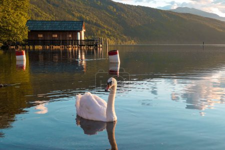 Photo for A swan swimming across the Millstatt lake in Austria during the sunset. The bird is slowly crossing the calms surface of the lake. The lake's surface is reflecting the soft clouds. Calmness and peace - Royalty Free Image