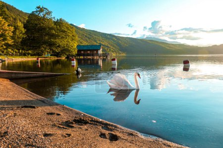 A swan swimming across the Millstatt lake in Austria during the sunset. The bird is slowly crossing the calms surface of the lake. The lake's surface is reflecting the soft clouds. Calmness and peace