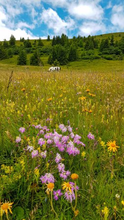 Foto de Un pasto alpino cubierto de coloridas flores silvestres. Hay muchos tipos diferentes de flores. Enorme, pasto verde. Hay algunos árboles en la parte de atrás. Primavera en las montañas. Serenidad - Imagen libre de derechos