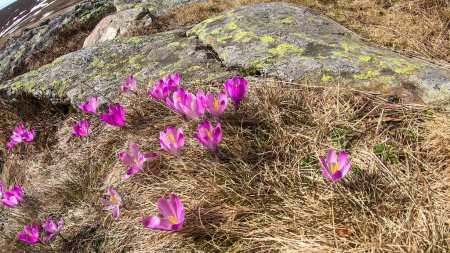 Foto de Una vista de cerca de un montón de azafranes en flor en un prado alpino en Austria. Las flores en flor tienen color violeta púrpura fresco. Están rodeados de hierba dorada. Primavera en el prado - Imagen libre de derechos