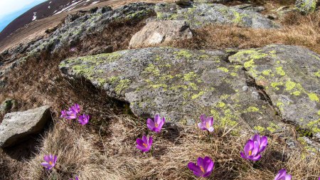 Foto de A close up view on a bunch of blossoming crocuses on an Alpine meadow in Austria. The blossoming flowers have fresh purple violett color. They are surrounded by golden grass. Spring on the meadow - Imagen libre de derechos