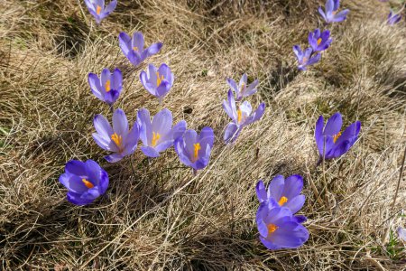 Foto de Una vista de cerca de un montón de azafranes en flor en un prado alpino en Austria. Las flores en flor tienen color violeta púrpura fresco. Están rodeados de hierba dorada. Primavera en el prado - Imagen libre de derechos