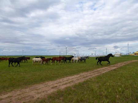 Foto de Heard of horses grazing under wind turbines build on a vast pasture in Xilinhot, Inner Mongolia. Natural resources energy. Endless grassland. Blue sky with white, thick clouds. Natural habitat - Imagen libre de derechos
