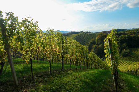 Eine üppige Weinregion in der Südsteiermark, Österreich. Die Weinplantagen erstrecken sich über ein riesiges Gebiet, über die vielen Hügel. Dort reifen die Trauben bereits. Weinregion. Ein bisschen bewölkt.