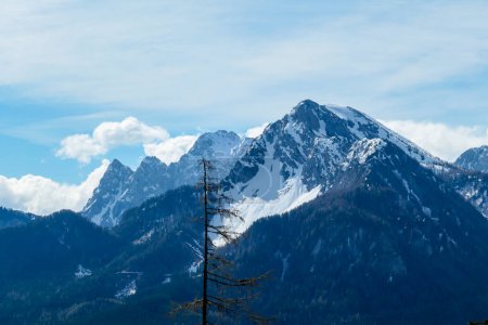 Téléchargez les photos : A close up view on the sonw-capped Alps in Slovenia. There are thick, white clouds behind the mountains. There are a few trees in the frame. Idyllic landscape. Cloudy, but sunny day. Calmness - en image libre de droit