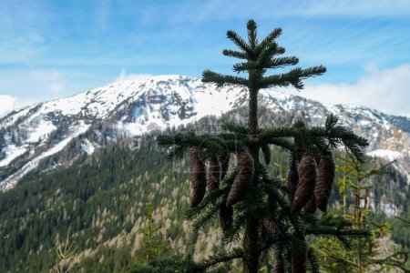 Photo for A close up view on the cones of mountain spruce. High snow-capped mountain chains in the back. Early spring in Alps. Lower parts of the slopes are overgrown with dense forest. Relaxation - Royalty Free Image