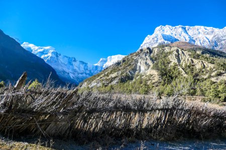 Photo for A view on Himalayan valley along Annapurna Circuit Trek, Nepal. There is a dense forest in front. High, snow caped mountains' peaks catching the sunbeams. Serenity and calmness. Barren slopes - Royalty Free Image