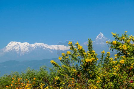 Foto de A panoramic view on snow capped Himalayas, Pokhara, Nepal. Mt Fishtail (Machhapuchhare) between them. There are plenty golden flowers in the front. Blue sky contrasting with golden flowers. - Imagen libre de derechos