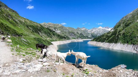 Photo for A group of goats playing at the lake artificial side in high Alps. The lake stretches over a vast territory, shining with navy blue color. The dam is surrounded by high mountains. Natural habitat - Royalty Free Image