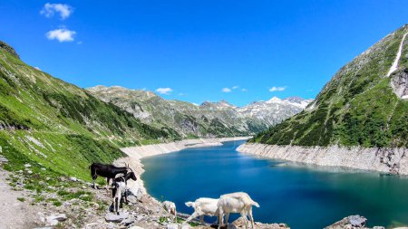Photo for A group of goats playing at the lake artificial side in high Alps. The lake stretches over a vast territory, shining with navy blue color. The dam is surrounded by high mountains. Natural habitat - Royalty Free Image