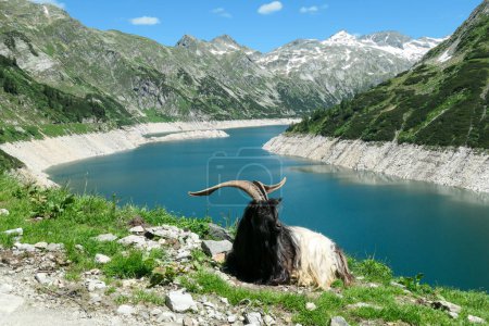 Photo for Goat with huge horns resting at the artificial lake side in high Alps. The lake stretches over a vast territory, shining with navy blue color. The dam is surrounded by high mountains. Natural habitat - Royalty Free Image