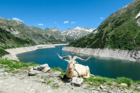 Photo for Goat with huge horns resting at the artificial lake side in high Alps. The lake stretches over a vast territory, shining with navy blue color. The dam is surrounded by high mountains. Natural habitat - Royalty Free Image