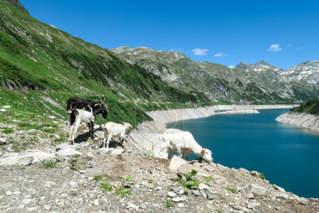 Photo for A group of goats playing at the artificial lake side in high Alps. The lake stretches over a vast territory, shining with navy blue color. The dam is surrounded by high mountains. Natural habitat - Royalty Free Image