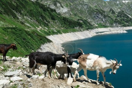 Photo for A group of goats playing at the artificial lake side in high Alps. The lake stretches over a vast territory, shining with navy blue color. The dam is surrounded by high mountains. Natural habitat - Royalty Free Image