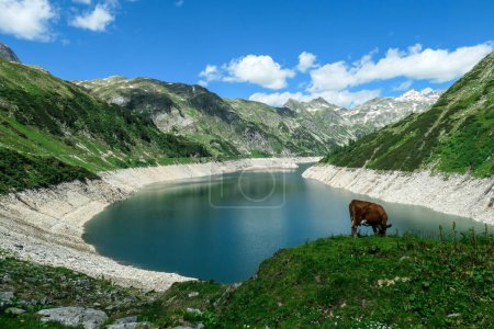 Photo for Brown cow grazing at the artificial lake side in high Alps in Austria. The lake stretches over a vast territory, shining with navy blue color. The dam is surrounded by high mountains. Natural habitat - Royalty Free Image