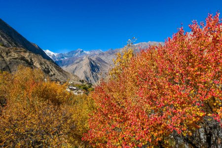 Photo for Autumn vibes in Himalayas. Trees are covered with orange and golden leaves. In the back high and harsh Himalayan slopes, covered with snow. Beauty of the nature. - Royalty Free Image