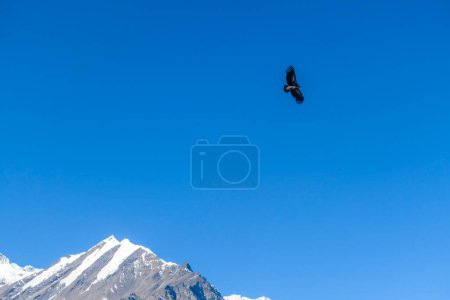 Téléchargez les photos : Hawk hunting above the Himalayas, Annapurna Circuit Trek, Nepal. The bird has the wings widely spread, looking for a pray. Snowy and steep mountain peaks below the bird. Stunning predator in action. - en image libre de droit