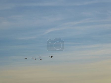 Photo for A flock of birds crossing the morning sky. A group of birds forms a nice formation. The birds migrate to a warmer country for winter. Sky has very soft colors - Royalty Free Image