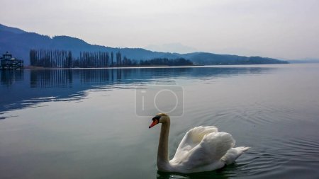 Téléchargez les photos : A swan slowly crossing the lake. It swims next to the shore. In the back there are some hills surrounding the lake. Leaves turned golden. Calm lake's surface. Animals in the wilderness. - en image libre de droit