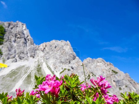 Téléchargez les photos : Route étroite en gravier menant à la chaîne de montagnes pierreuses de Lienz Dolomites, Autriche. À côté de la route, il y a des fleurs roses qui fleurissent. Les montagnes sont partiellement envahies par les buissons. - en image libre de droit